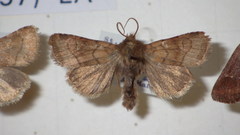 Eriopygodes imbecilla