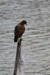 Buteogallus aequinoctialis