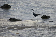 Egretta caerulea