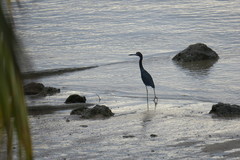 Egretta caerulea