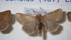 Eriopygodes imbecilla