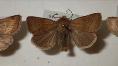 Eriopygodes imbecilla