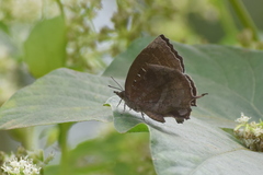 Mahathala ameria