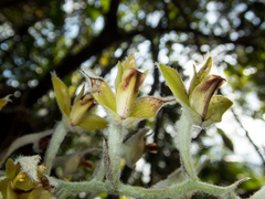 Dendrolirium lasiopetalum