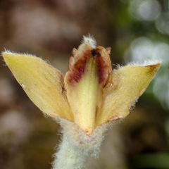 Dendrolirium lasiopetalum