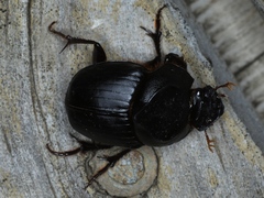 Onthophagus declivis