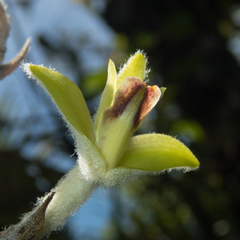 Dendrolirium lasiopetalum