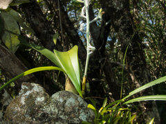 Dendrolirium lasiopetalum