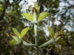 Dendrolirium lasiopetalum