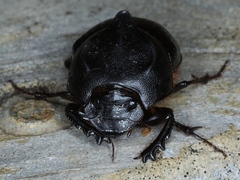 Onthophagus declivis