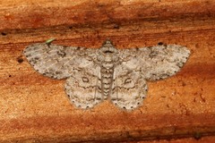 Ascotis reciprocaria