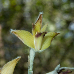 Dendrolirium lasiopetalum