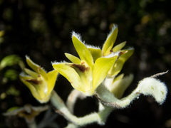 Dendrolirium lasiopetalum