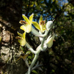 Dendrolirium lasiopetalum