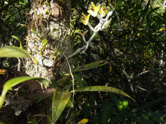 Dendrolirium lasiopetalum