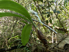 Dendrolirium lasiopetalum