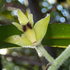 Dendrolirium lasiopetalum
