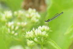 Agriocnemis lacteola