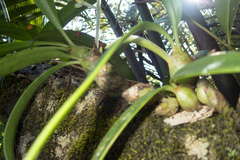 Dendrolirium lasiopetalum