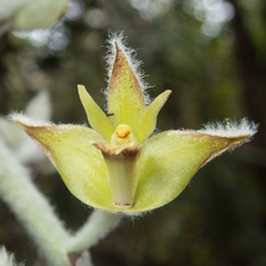 Dendrolirium lasiopetalum