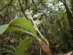 Dendrolirium lasiopetalum