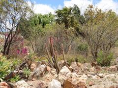 Trichocereeae