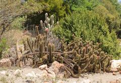 Trichocereeae