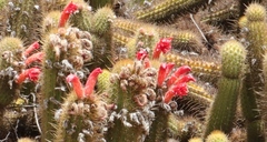 Trichocereeae