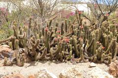 Trichocereeae