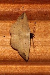Maxera nigriceps