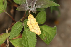 Periclina apricaria