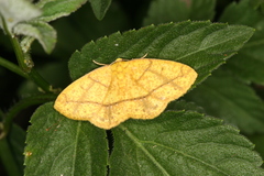 Periclina apricaria