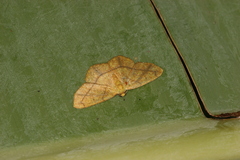 Periclina apricaria