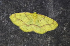 Periclina apricaria