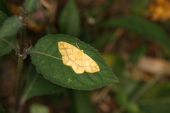 Periclina apricaria