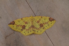 Periclina apricaria