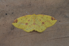 Periclina apricaria
