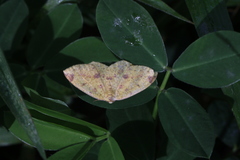 Periclina apricaria