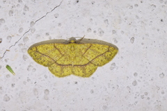 Periclina apricaria