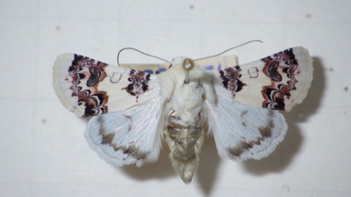Enterpia laudeti