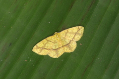 Periclina apricaria