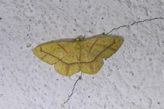 Periclina apricaria