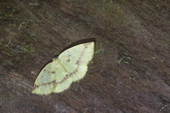 Periclina apricaria