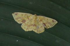 Periclina apricaria