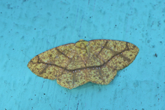 Periclina apricaria