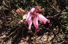 Erica irrorata