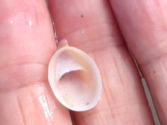 Crepidula norrisiarum