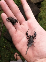 Opisthacanthus validus