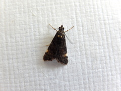 Heliothela ophideresana