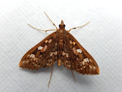 Ischnurges illustralis